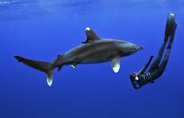 Buceo con tiburones